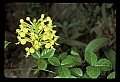 01102-00062-Yellow-fringed Orchid, Plantanthera ciliaris.jpg