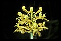 01102-00063-Yellow-fringed Orchid, Plantanthera ciliaris.jpg