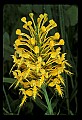 01102-00064-Yellow-fringed Orchid, Plantanthera ciliaris.jpg