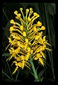 01102-00065-Yellow-fringed Orchid, Plantanthera ciliaris.jpg