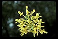 01102-00066-Yellow-fringed Orchid, Plantanthera ciliaris.jpg