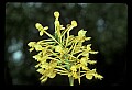 01102-00067-Yellow-fringed Orchid, Plantanthera ciliaris.jpg