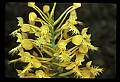 01102-00068-Yellow-fringed Orchid, Plantanthera ciliaris.jpg