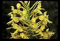 01102-00069-Yellow-fringed Orchid, Plantanthera ciliaris.jpg