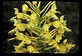 01102-00070-Yellow-fringed Orchid, Plantanthera ciliaris.jpg