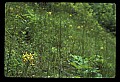 01102-00074-Yellow-fringed Orchid, Plantanthera ciliaris.jpg