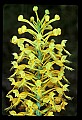 01102-00076-Yellow-fringed Orchid, Plantanthera ciliaris.jpg