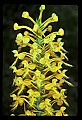 01102-00077-Yellow-fringed Orchid, Plantanthera ciliaris.jpg