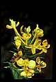01102-00078-Yellow-fringed Orchid, Plantanthera ciliaris.jpg
