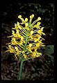 01102-00079-Yellow-fringed Orchid, Plantanthera ciliaris.jpg