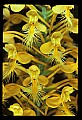 01102-00080-Yellow-fringed Orchid, Plantanthera ciliaris.jpg