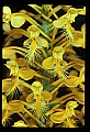 01102-00081-Yellow-fringed Orchid, Plantanthera ciliaris.jpg