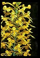 01102-00082-Yellow-fringed Orchid, Plantanthera ciliaris.jpg