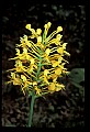 01102-00083-Yellow-fringed Orchid, Plantanthera ciliaris.jpg