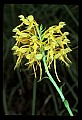 01102-00084-Yellow-fringed Orchid, Plantanthera ciliaris.jpg