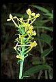 01102-00085-Yellow-fringed Orchid, Plantanthera ciliaris.jpg