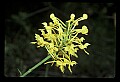 01102-00086-Yellow-fringed Orchid, Plantanthera ciliaris.jpg