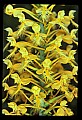 01102-00087-Yellow-fringed Orchid, Plantanthera ciliaris.jpg