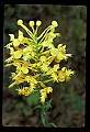 01102-00088-Yellow-fringed Orchid, Plantanthera ciliaris.jpg