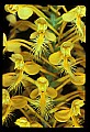 01102-00089-Yellow-fringed Orchid, Plantanthera ciliaris.jpg