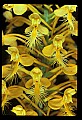 01102-00090-Yellow-fringed Orchid, Plantanthera ciliaris.jpg