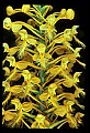 01102-00091-Yellow-fringed Orchid, Plantanthera ciliaris.jpg
