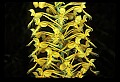 01102-00093-Yellow-fringed Orchid, Plantanthera ciliaris.jpg