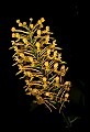 01102-00094-Yellow-fringed Orchid, Plantanthera ciliaris.jpg