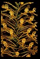 01102-00095-Yellow-fringed Orchid, Plantanthera ciliaris.jpg