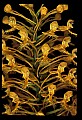 01102-00096-Yellow-fringed Orchid, Plantanthera ciliaris.jpg