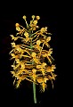 01102-00097-Yellow-fringed Orchid, Plantanthera ciliaris.jpg