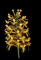 01102-00098-Yellow-fringed Orchid, Plantanthera ciliaris.jpg