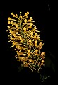01102-00099-Yellow-fringed Orchid, Plantanthera ciliaris.jpg