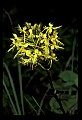 01102-00101-Yellow-fringed Orchid, Plantanthera ciliaris.jpg