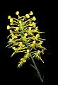 01102-00102-Yellow-fringed Orchid, Plantanthera ciliaris.jpg