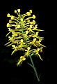 01102-00103-Yellow-fringed Orchid, Plantanthera ciliaris.jpg