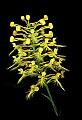 01102-00104-Yellow-fringed Orchid, Plantanthera ciliaris.jpg