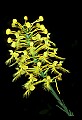 01102-00105-Yellow-fringed Orchid, Plantanthera ciliaris.jpg