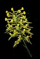 01102-00106-Yellow-fringed Orchid, Plantanthera ciliaris.jpg