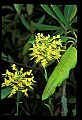 01102-00107-Yellow-fringed Orchid, Plantanthera ciliaris.jpg