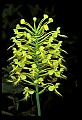 01102-00108-Yellow-fringed Orchid, Plantanthera ciliaris.jpg