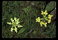 01102-00109-Yellow-fringed Orchid, Plantanthera ciliaris.jpg