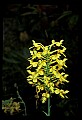 01102-00110-Yellow-fringed Orchid, Plantanthera ciliaris.jpg