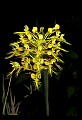01102-00111-Yellow-fringed Orchid, Plantanthera ciliaris.jpg