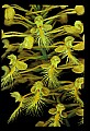 01102-00112-Yellow-fringed Orchid, Plantanthera ciliaris.jpg