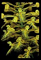 01102-00113-Yellow-fringed Orchid, Plantanthera ciliaris.jpg