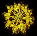 01102-00114-Yellow-fringed Orchid, Plantanthera ciliaris t.jpg