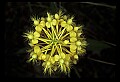 01102-00114-Yellow-fringed Orchid, Plantanthera ciliaris.jpg