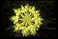 01102-00116-Yellow-fringed Orchid, Plantanthera ciliaris.jpg