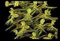 01102-00117-Yellow-fringed Orchid, Plantanthera ciliaris.jpg